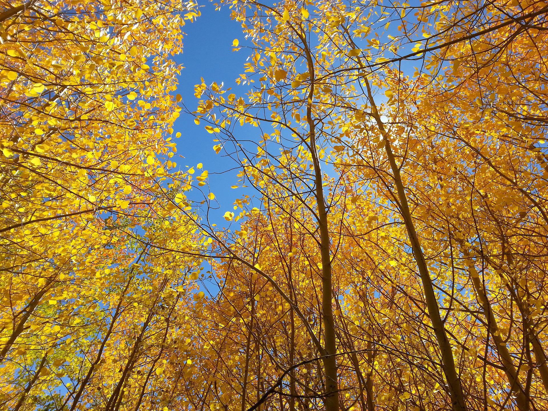 Fall Aspen Foliage